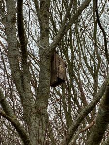 Bird Box in Trees
